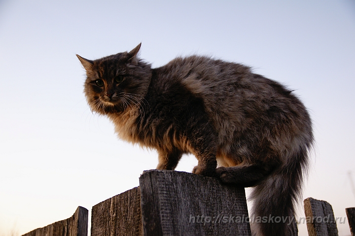 literatura_22.jpg - Спасли кота, взяв на руки и посадив на забор  